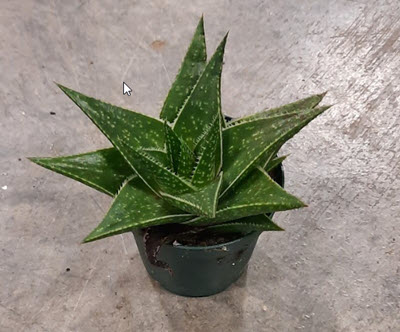 2" Gasteria Durban